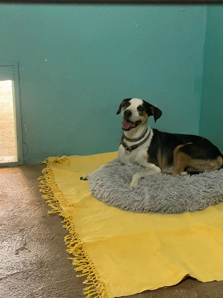 Serviço de Transport